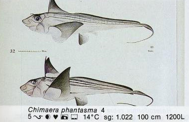 Chimaera phantasma